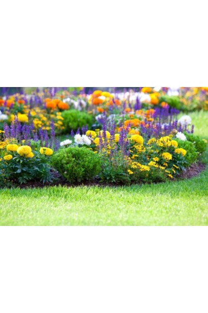 Lavandula Blue Scent Early на клумбі в ландшафтній композиції